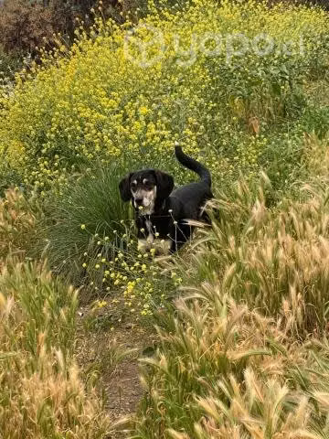 Perrito en adopción, 3 años, sensible y cariñoso - Imagen 2