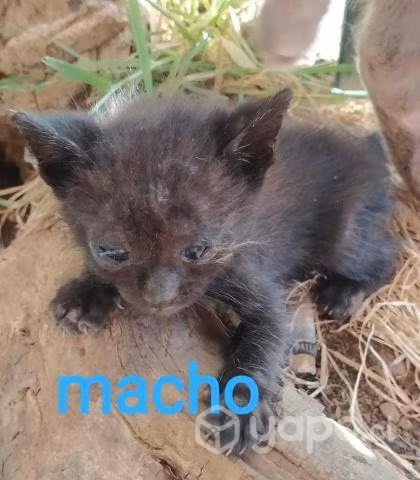 Gatos en adopcion