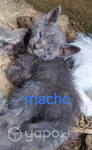 Gatos en adopcion
