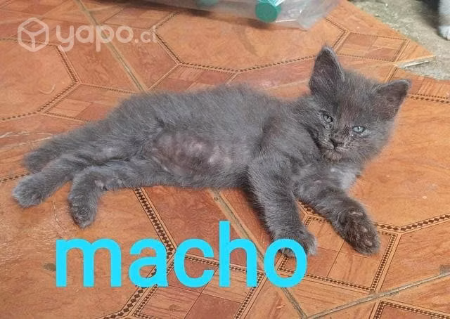 Gatos en adopcion