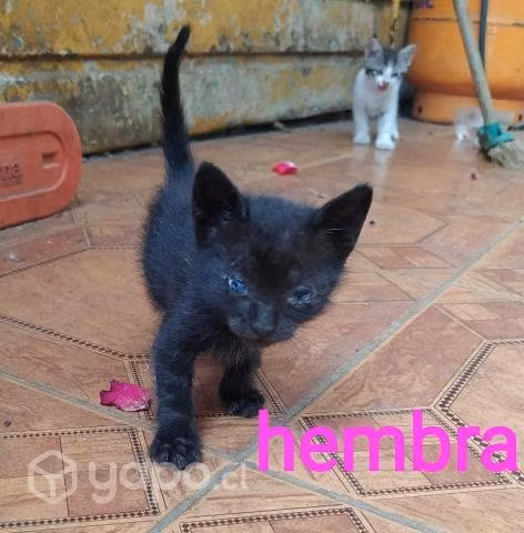 Gatos en adopcion