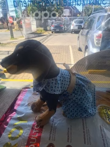 Vestidos perritas