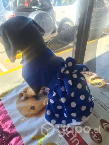 Vestidos perritas