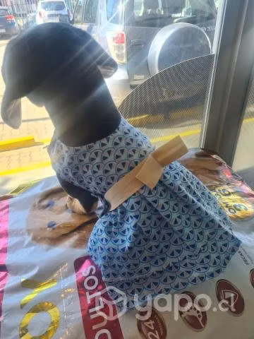 Vestidos perritas