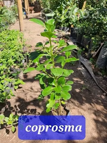 Coprosma arbusto 30 cm
