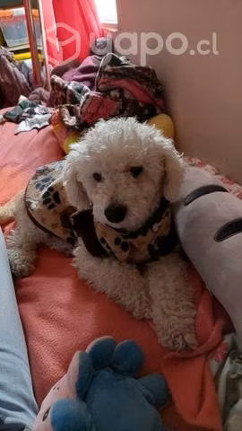 Se busca novia para perrito macho 3 años