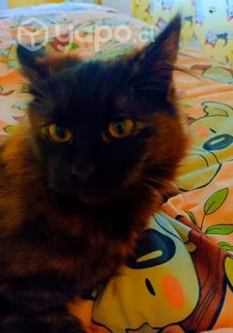 Lindas gatitas en adopción