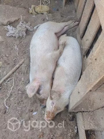 Chancha  y un lechón