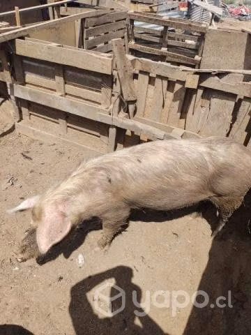 Chancha  y un lechón - Imagen 2