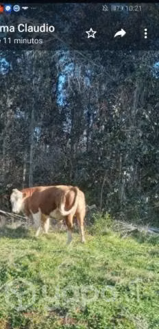 toro reproductor