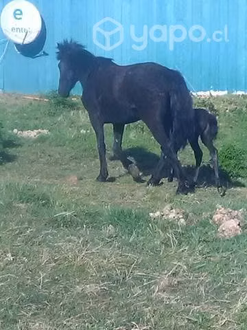 Llegua parida