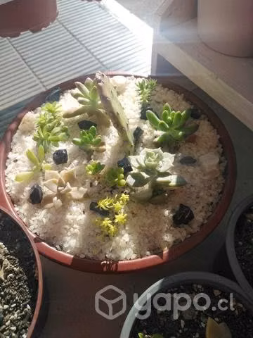 cactus, suculentas y mas. - Imagen 6