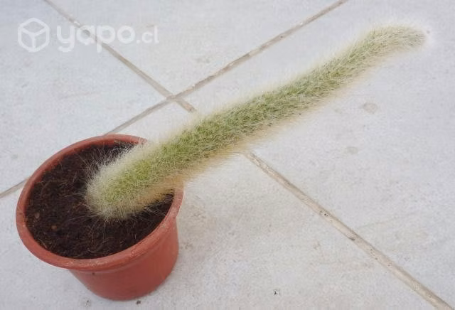 Cactus cola de mono - viejito