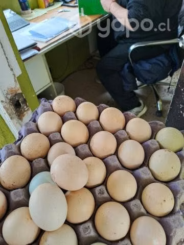Huevos de campo