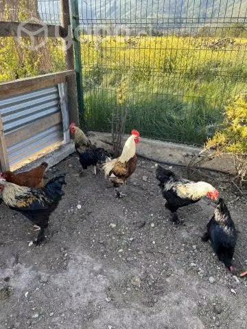 Gallos Brahma - Imagen 3