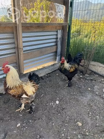 Gallos Brahma - Imagen 4