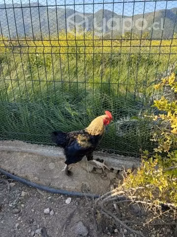 Gallos Brahma - Imagen 5