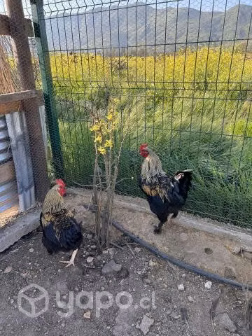 Gallos Brahma - Imagen 6