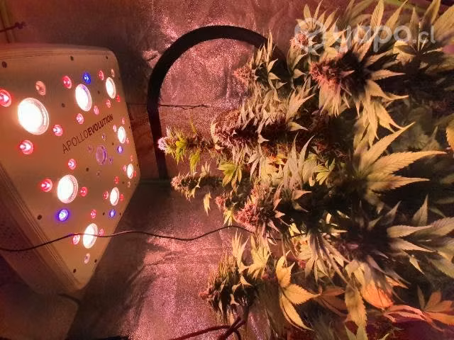 Led de Cultivo Indoor