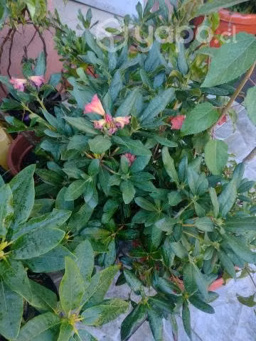 Rodrodendos rojos