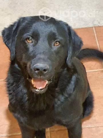 Perro labrador retriver