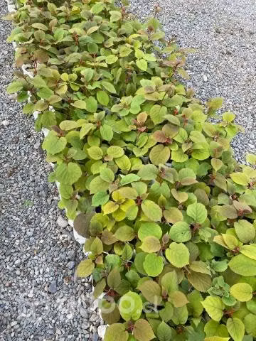 Kiwis Planta Patron