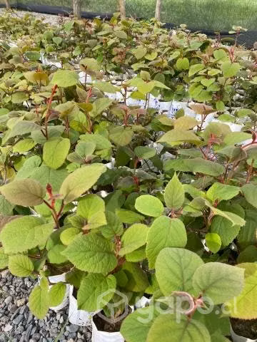 Kiwis Planta Patron