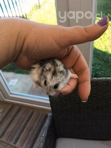 Hamster - Imagen 2