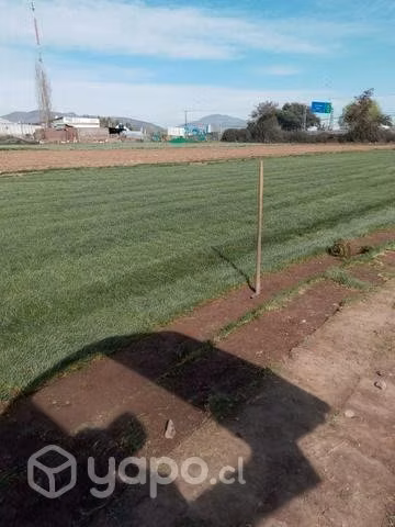 Pasto en rollo de arto trafico