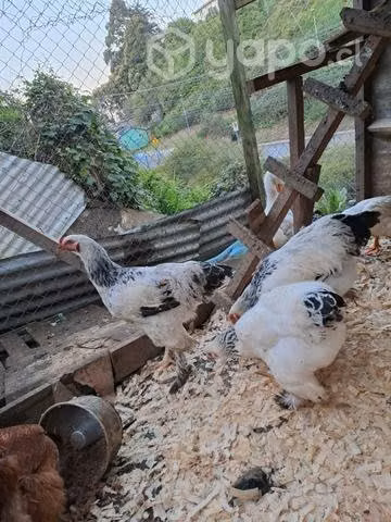 Gallinas en talcahuano - Imagen 6