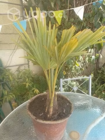 Palmera abanico 65 cms