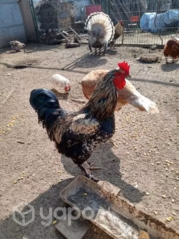 Gallos - Imagen 4