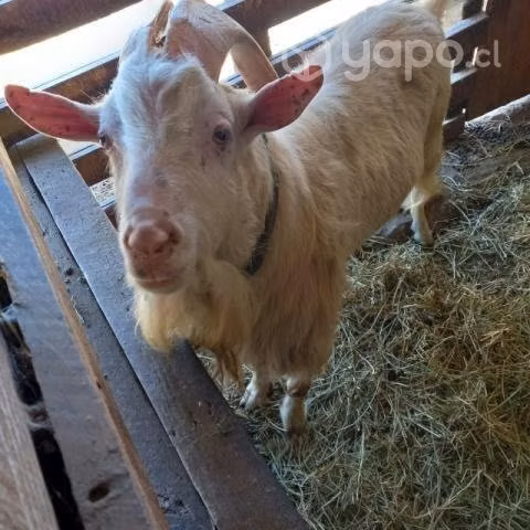 chivo