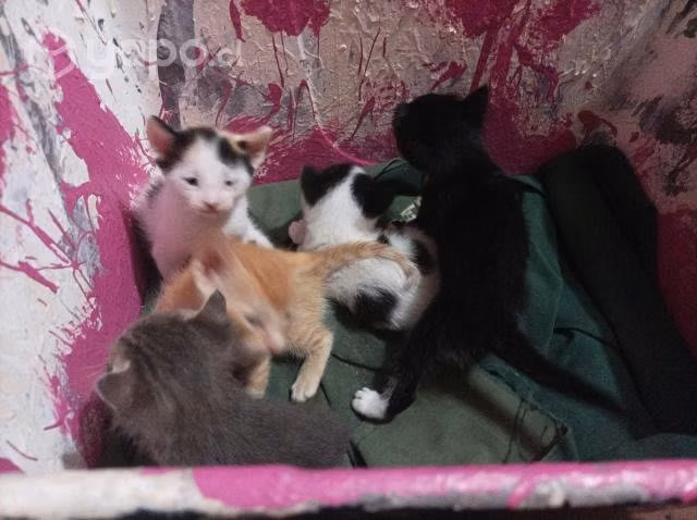 Se regalan gatitos