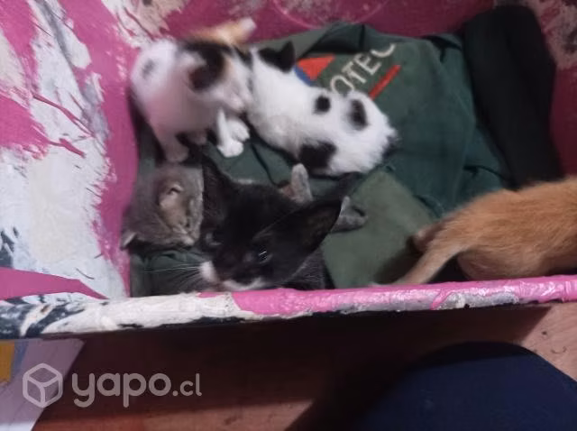 Se regalan gatitos