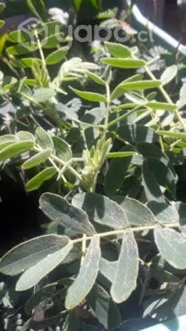 Arboles nativos