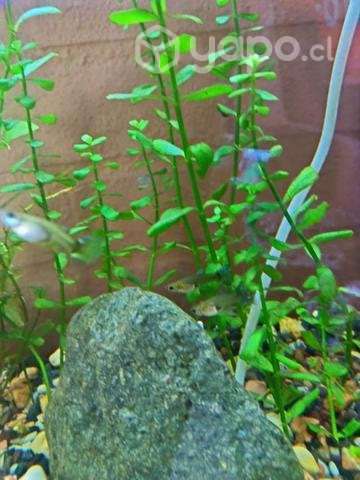 Guppys hembras - Imagen 4