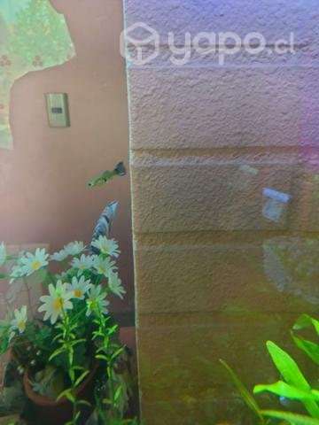 Guppys hembras - Imagen 3