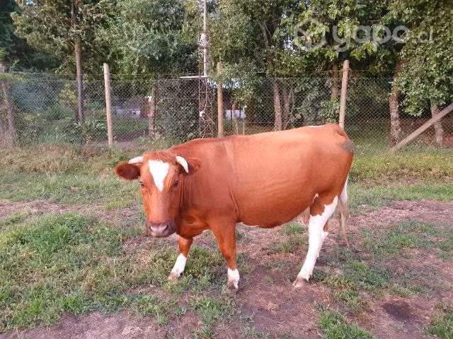 Vaca mansa