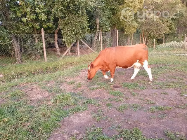 Vaca mansa