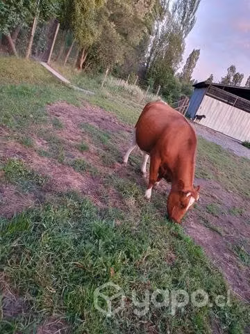 Vaca mansa