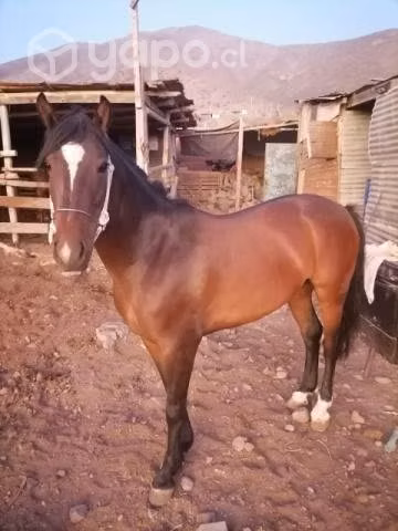 Caballo manso