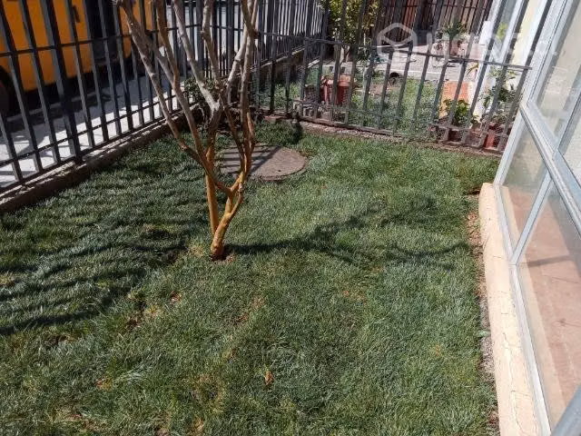 se instala pasto alfombra
