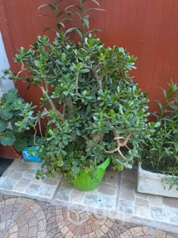 Jade
