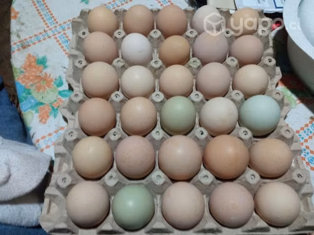 Huevos de campo - Imagen 4
