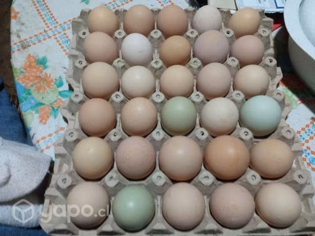 Huevos de campo