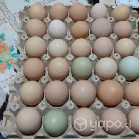 Huevos de campo - Imagen 3