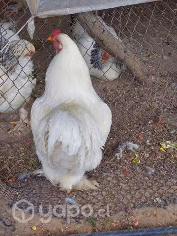 Brahma blanco - Imagen 2