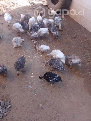 pavitos