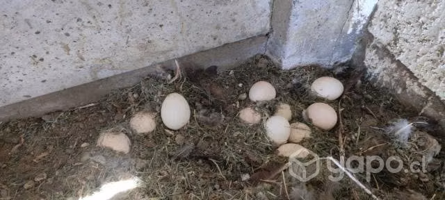 huevos de Pavo Real